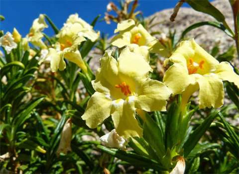 Bush Monkey Flower, Mimulus aurantiacus