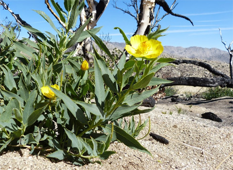 Bush Poppy, Dendromecon rigida