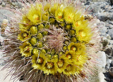 California Barrel Cactus, Ferocactus cylindraceus