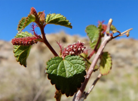 anza borrego desert flower california copperleaf fred melgert