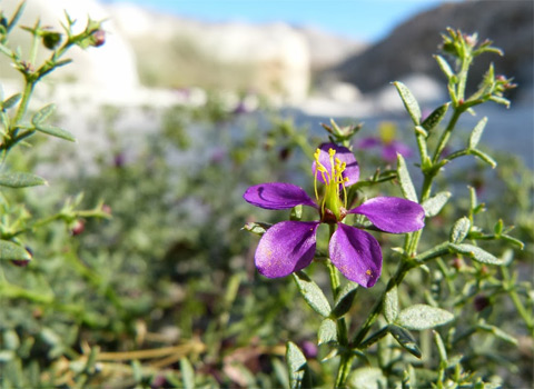 California Fagonia, Fagonia laevis