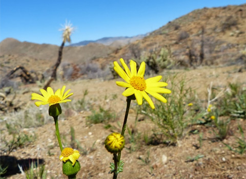 California groundsel, Senecio californicus anza borrego fred melgert