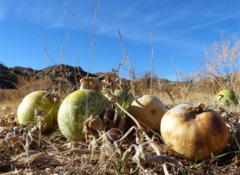 Coyote Melon, Cucurbita palmata