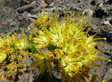 Desert Agave, Agave deserti