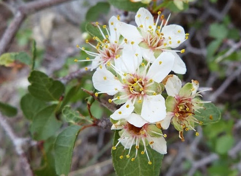 Desert-Apricot, Prunus fremontii