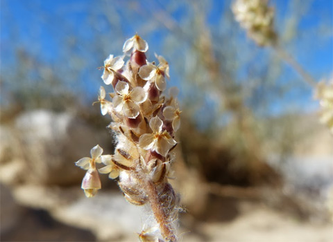 desert plaintain anza borrego melgert