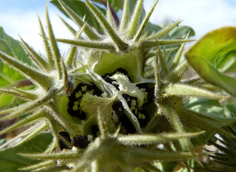 Desert Thorn-Apple, Datura discolor