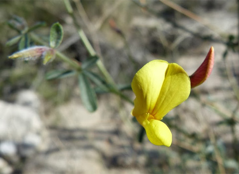 desert lotus anza borrego melgert