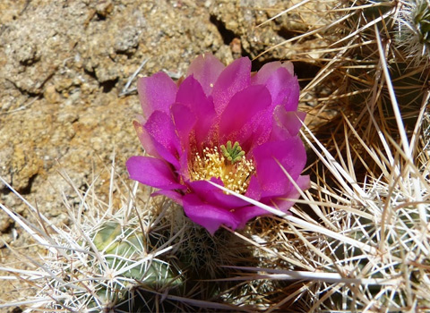 Engelmann's hedgehog cactus, Echinocereus engelmannii Fred Melgert