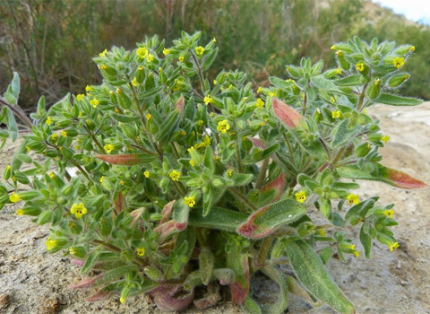 False Monkeyflower, Mimulus pilosus