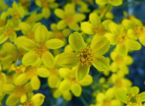 Golden yarrow, Eriophyllum confertiflorum var. confertiflorum