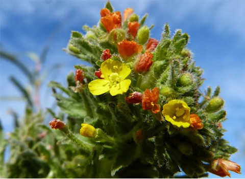 Hairy Sun Cups, Camissoniopsis hirtella