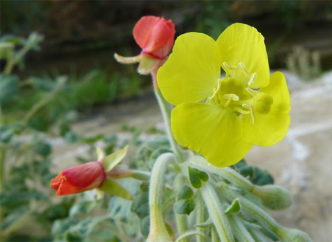 Heart-leaved Primrose, Camissonia cardiophylla