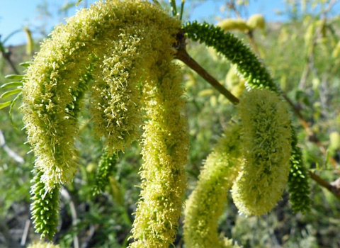 honey mesquite anza borrego desert fred melgert