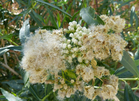 mule fat anza borrego melgert