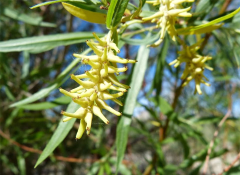 Narrow-leaved Willow?, Salix exigua var. exigua?