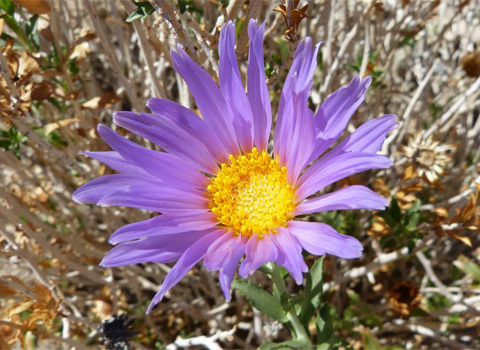 Orcutt's Woody Aster  Xylorhiza orcuttii