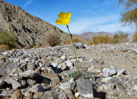 Parish's Gold Poppy, Eschscholzia parishii