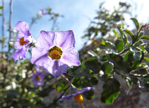 Parish's purple nightshade, Solanum parishii