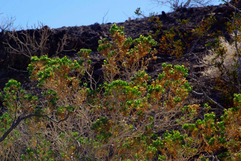 Peucephyllum_schottii