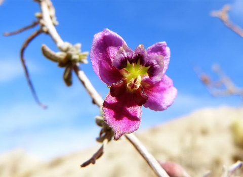 Pima Rhatany, Krameria erecta