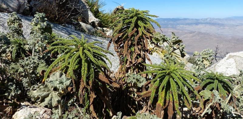 Poodle-dog Bush, Eriodictyon parryi