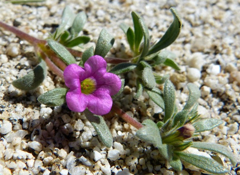 Purple Mat, Nama demissum var. demissum fred melgert