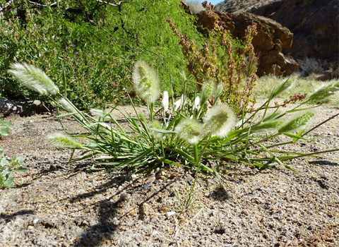 Rabbitsfoot Grass, Polypogon monspeliensis anza borrego fred melgert