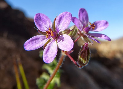 Red-Stem Filaree, Erodium cicutarium