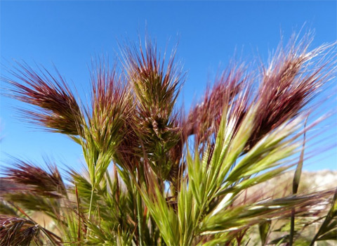 Red brome, Bromus madritensis ssp. rubens