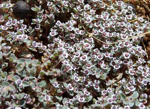 Red gland spurge,Chamaesyce melanadenia