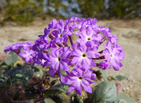 sand verbena anza borrego melgert