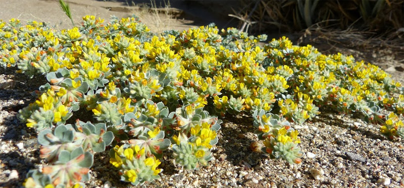 Silver Birds Foot Trefoil, Acmispon argophyllus var. argophyllus