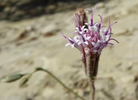 Spanish Needles, Palafoxia arida var. arida