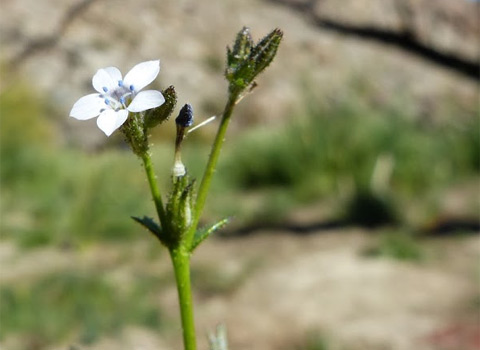 Star gilia, Gilia stellata