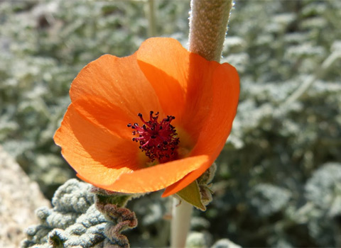 Thick-Leaf Desert Mallow, Sphaeralcea ambigua var. rugosa