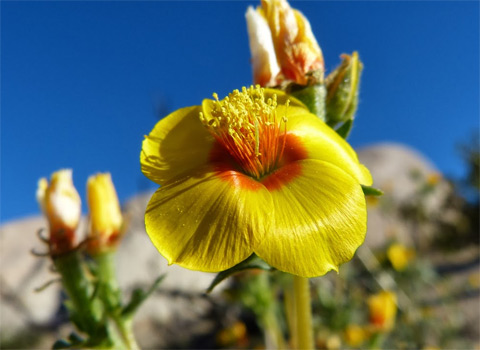 Veatch's blazing star, Mentzelia veatchiana