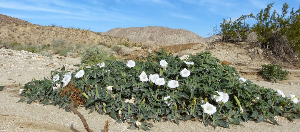 Western Jimson Weed, Datura wrightii
