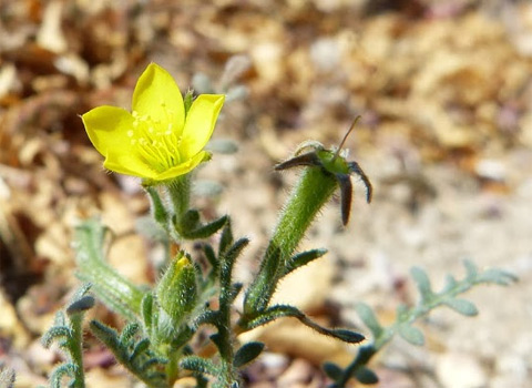 White-stemmed blazing star, Mentzelia albicaulis