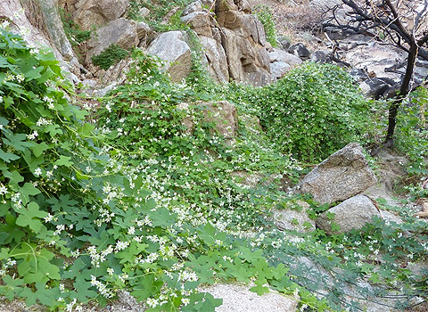 Wild Cucumber, Marah macrocarpus var. macrocarpus