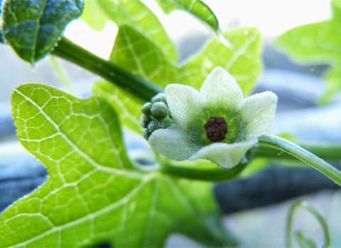 Wild Cucumber, Marah macrocarpus var. macrocarpus