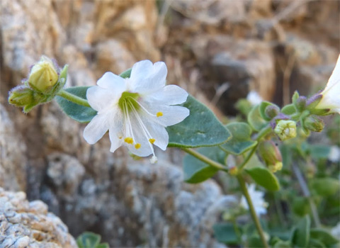 Wishbone Plant, Mirabilis laevis var. retrorsa anza borrego fred melgert