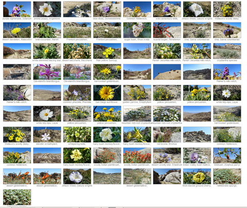 culp valley many desert flowers fred melgert