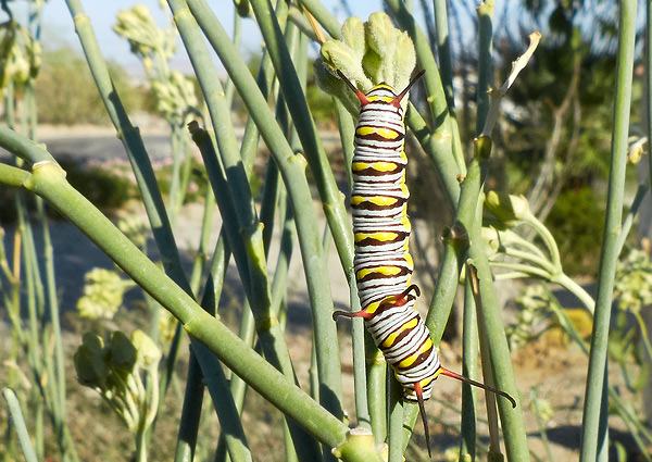 monarch butterfly caterpillar on rush milkweed - anza-borrego