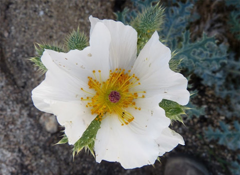 prickly poppy, Argemone munita anza borrego fred melgert