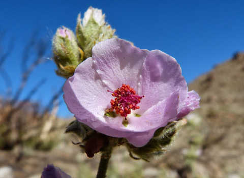 rose desert mallow anza borrego fred melgert