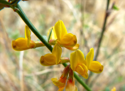 short-winged deerweed, Lotus scoparius oriflame canyon anza-borrego melgert