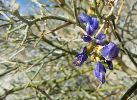 smoke tree anza borrego melgert