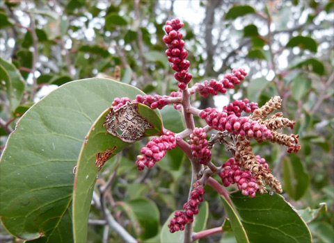 sugar bush anza-borrego melgert