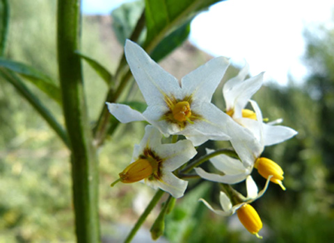 white nightshade anza borrego fred melgert